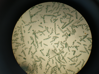 SPIRULINE DE PRODUCTION ARTISANALE